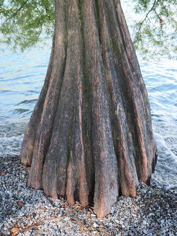 Isola Bella, Italy: Palazzo Borromeo: base of cypress tree in water