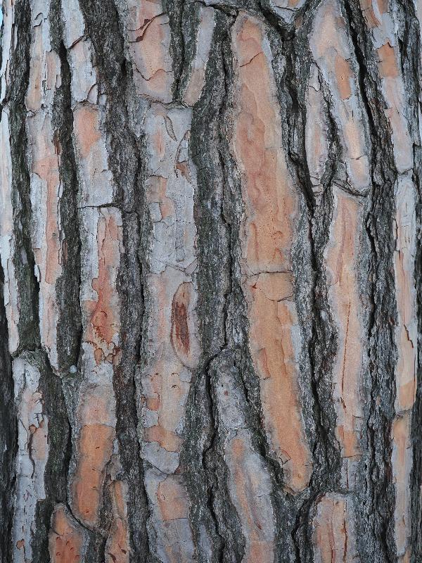 Isola Bella, Italy: Palazzo Borromeo: pine tree, bark