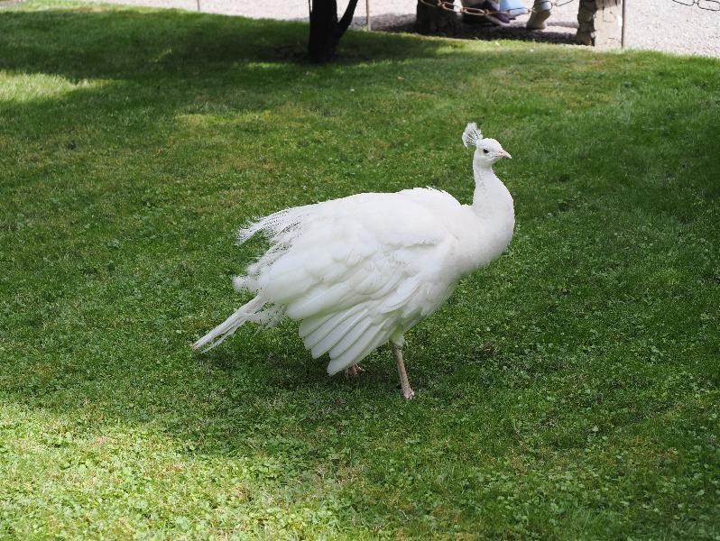 Isola Bella, Italy: Palazzo Borromeo, garden: white peacock