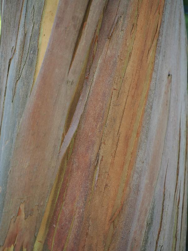 Isola Madre, Italy: Palazzo Borromeo, garden: Eucaliptus pulverulenta, bark