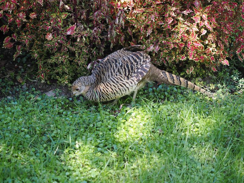 Isola Madre, Italy: Palazzo Borromeo, garden: female pheasant
