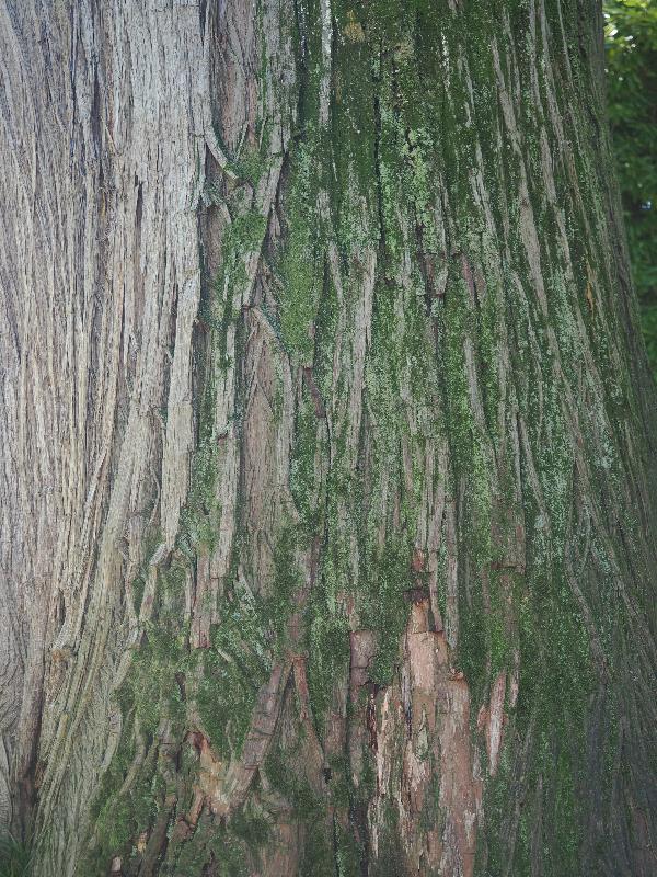 Isola Madre, Italy: Palazzo Borromeo, garden: Taxodium distichum (Swamp Cypress), bark