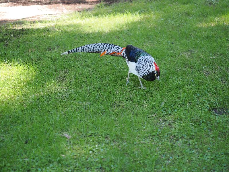 Isola Madre, Italy: Palazzo Borromeo, garden: male pheasant
