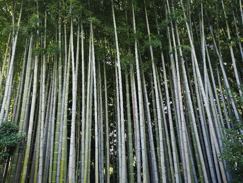 Isola Madre, Italy: Palazzo Borromeo, garden: Bamboo grove
