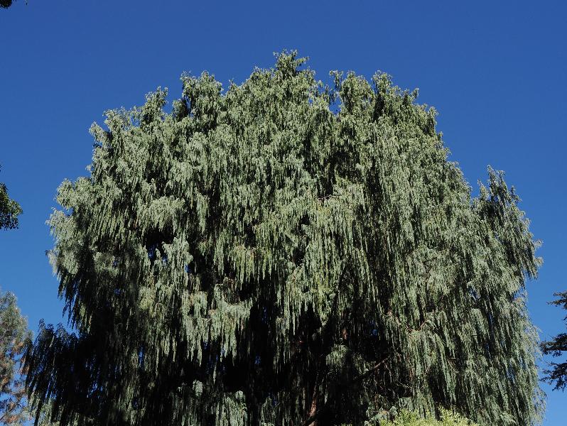 Isola Madre, Italy: Palazzo Borromeo, garden: Kashmir Cypress (Cupressus cashmeriana)