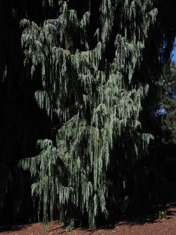 Isola Madre, Italy: Palazzo Borromeo, garden: Kashmir Cypress (Cupressus cashmeriana), foliage