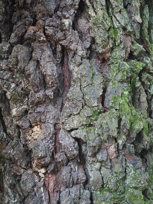 Verbania, Italy: Giardini Botanici di Villa Taranto: Pinus radiata, bark
