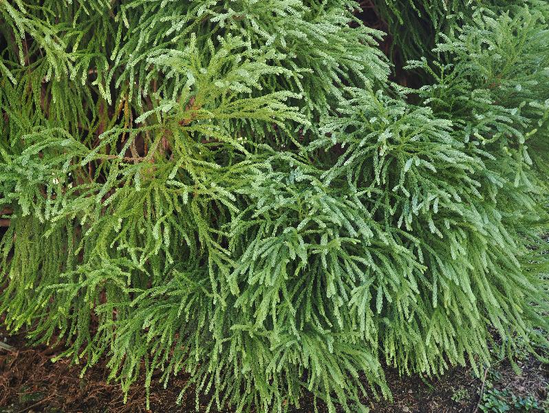 Verbania, Italy: Giardini Botanici di Villa Taranto: Cryptomeria japonica 'Globosa', needles
