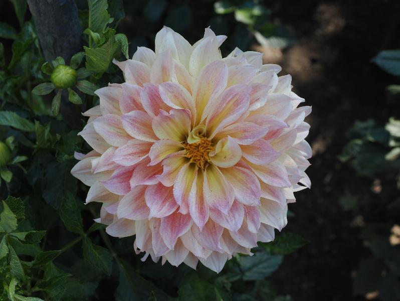 Verbania, Italy: Giardini Botanici di Villa Taranto: Dahlia Paso Doble Dancer