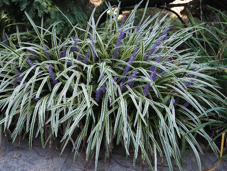 Verbania, Italy: Giardini Botanici di Villa Taranto: Variegated Liriope muscari