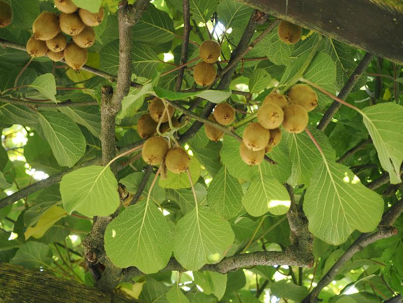 Verbania, Italy: Giardini Botanici di Villa Taranto: Kiwi plant with fruit