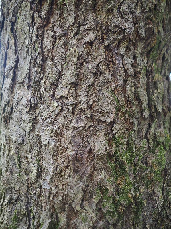 Verbania, Italy: Giardini Botanici di Villa Taranto: Handkerchief Tree (Davidia involucrata), bark