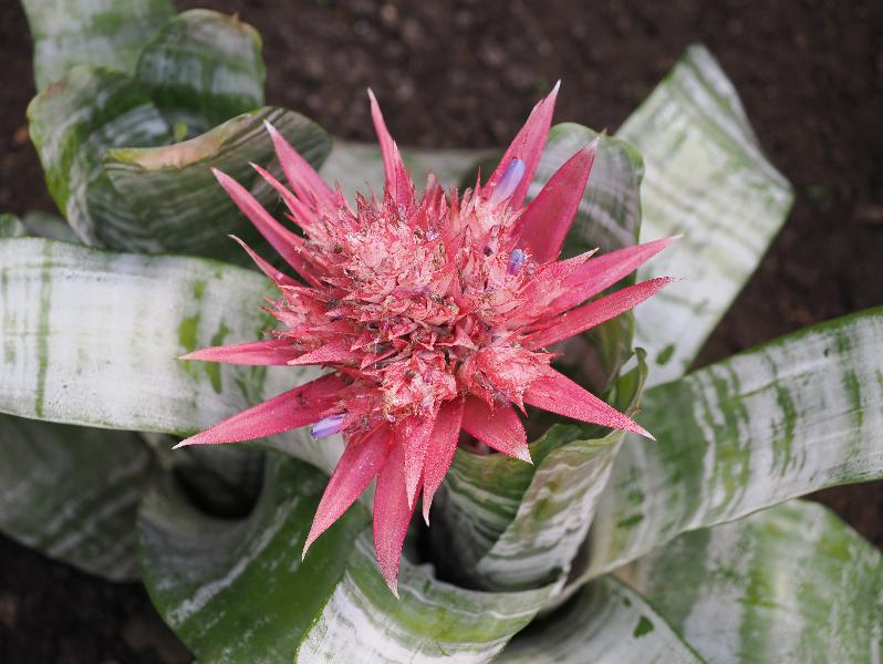 Verbania, Italy: Giardini Botanici di Villa Taranto: pink Bromeliad (Aechmea)