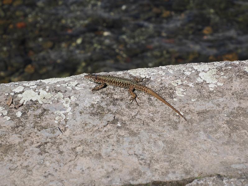 Bellagio, Italy: Punta Spartivento: Wall Lizard (Podarcis muralis)