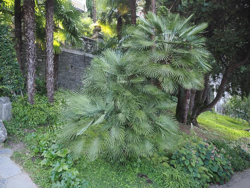 Varenna, Italy: Villa Monastero, garden: Mediterranean Fan Palm (Chamaerops humilis)