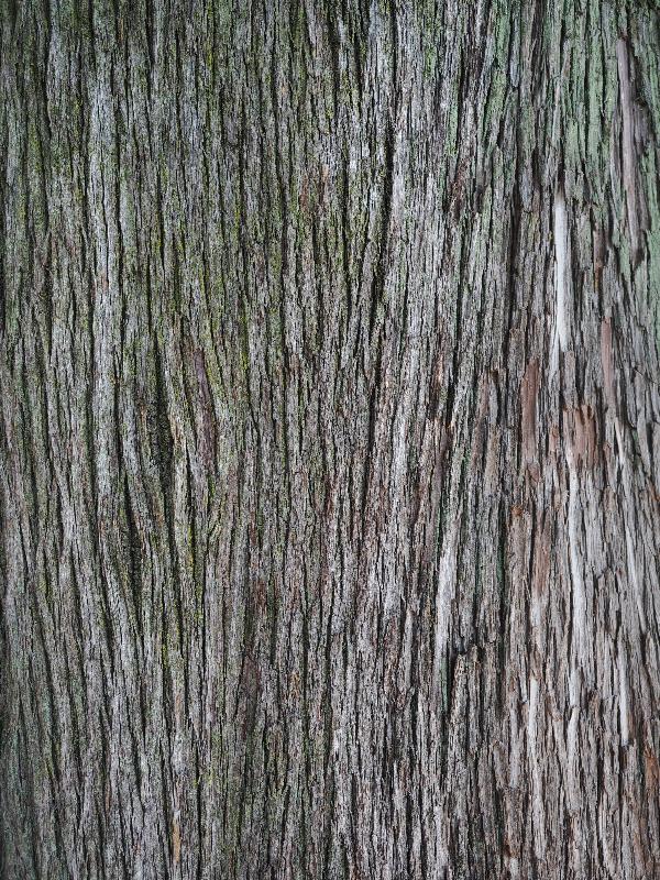 Varenna, Italy: Villa Monastero, garden: Cupressus sempervirens, bark