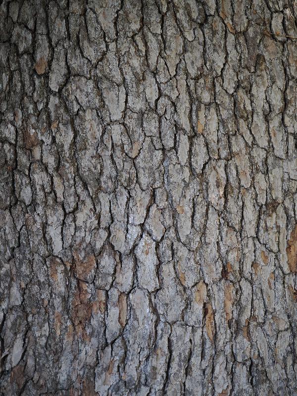 Varenna, Italy: Villa Monastero, garden: Cedrus atlantica, bark