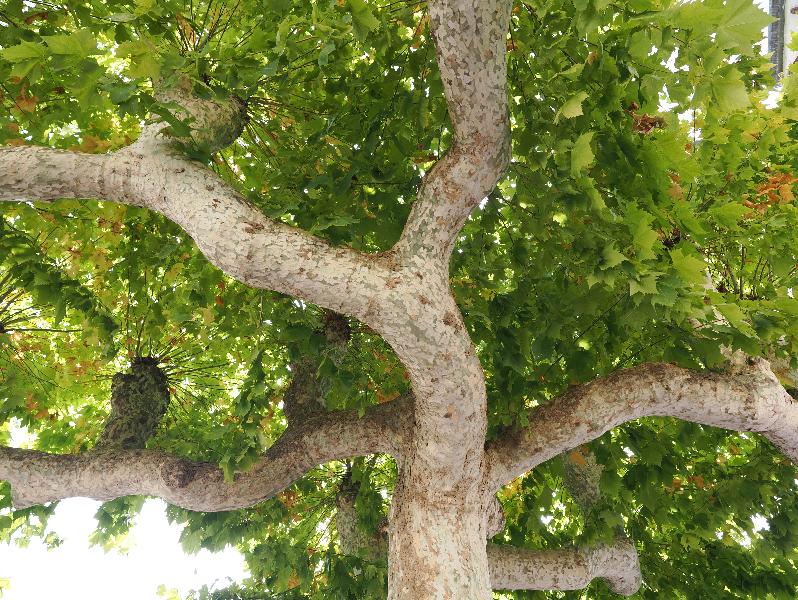 Varenna, Italy: Piazza San Giorgio: Plane tree