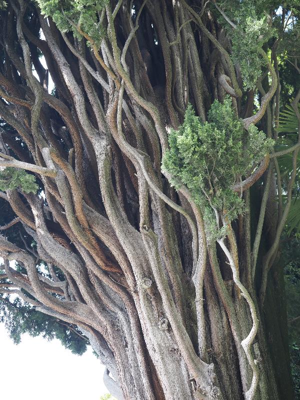 Varenna, Italy: Villa Cipressi: Cupressus sempervirens