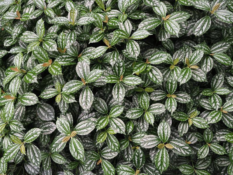 Bellagio, Italy: Villa Melzi, garden: Pilea notata