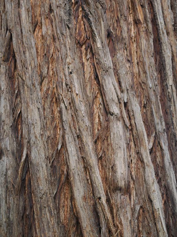 Bellagio, Italy: Villa Melzi, garden: Sequoia sempervirens, bark