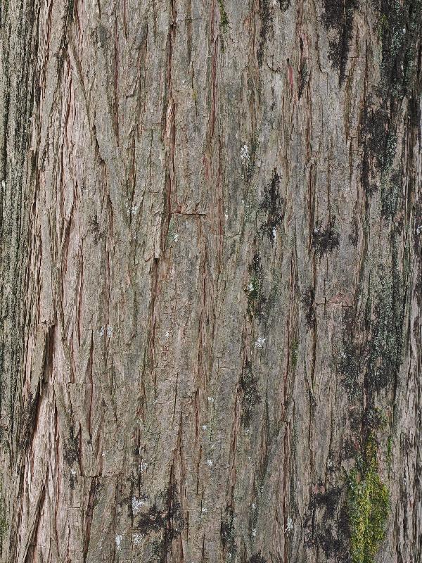 Bellagio, Italy: Villa Melzi, garden: Swamp Cypress (Taxodium distichum), bark