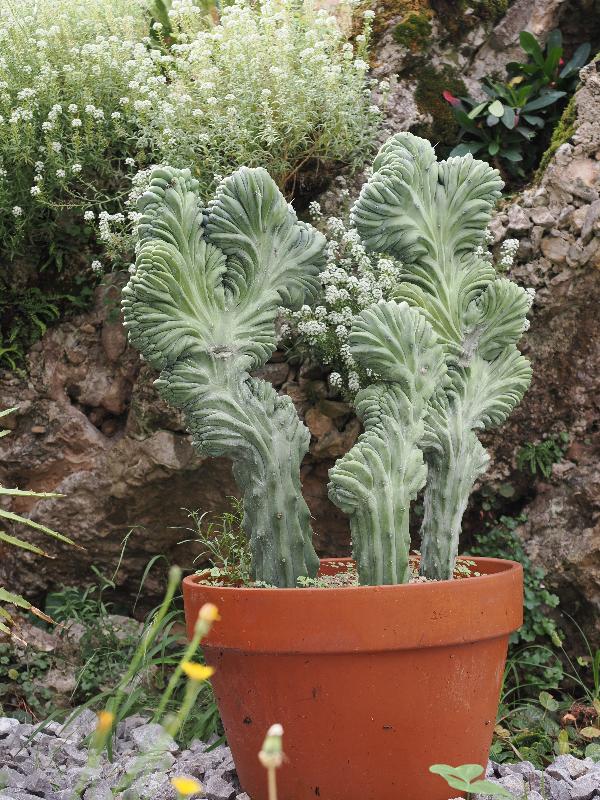 Bellagio, Italy: Villa Melzi, garden: Blue Myrtle cactus (Myrtillocactus geometrizans)