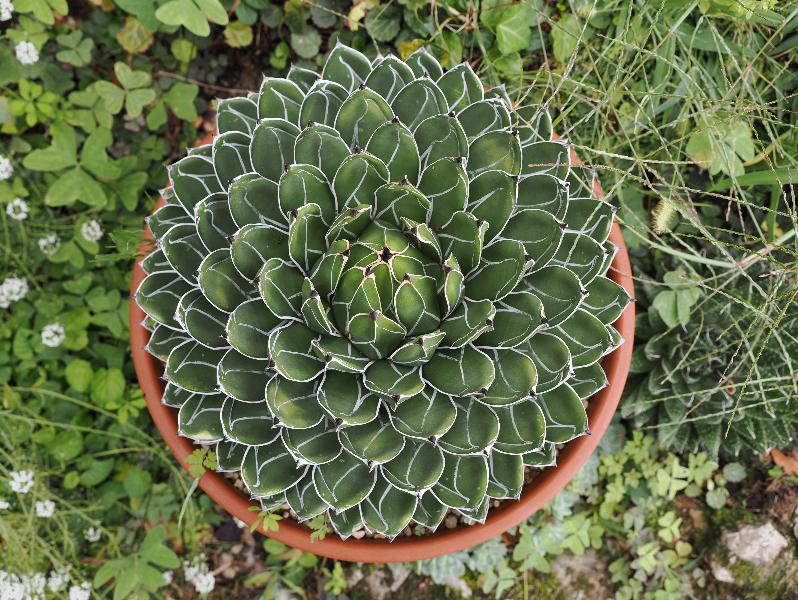 Bellagio, Italy: Villa Melzi, garden: Agave victoriae reginae