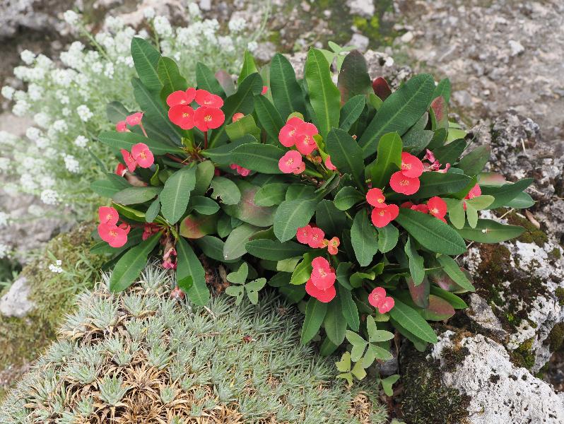 Bellagio, Italy: Villa Melzi, garden: Crown of Thorns (Euphorbia milii)