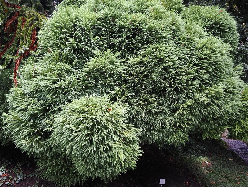 Tremezzina, Italy: Villa Carlotta, garden: Japanese Cedar (Cryptomeria japonica 'Globosa nana')
