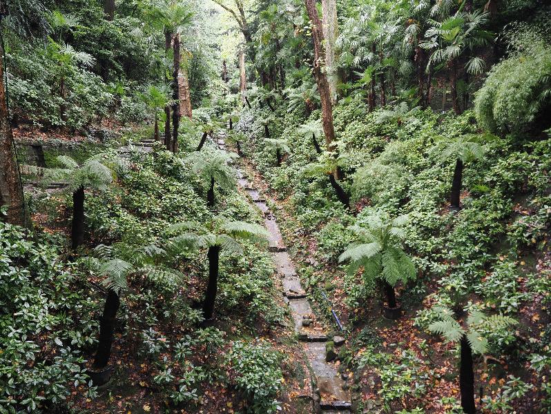 Tremezzina, Italy: Villa Carlotta, garden: lush garden, including tree ferns