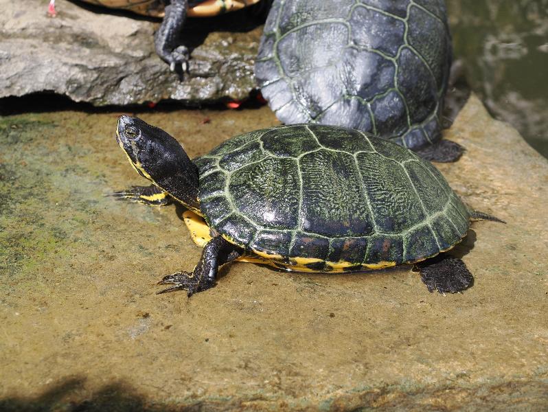 Tremezzina, Italy: Villa Carlotta, garden: turtle