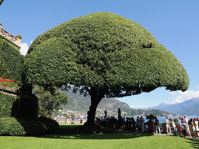 Lenno, Italy: Villa del Balbianello: Holm Oak (Quercus ilex)