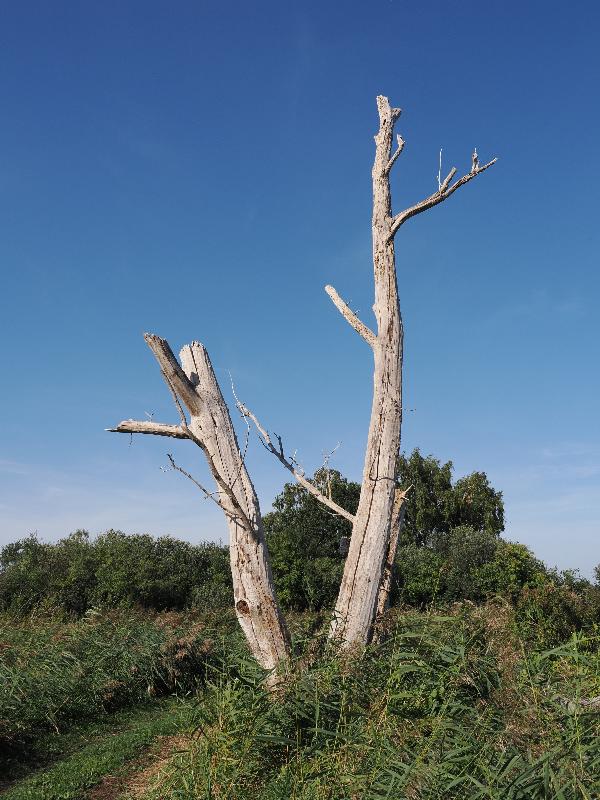 Wicken, England: Wicken Fen: dead tree