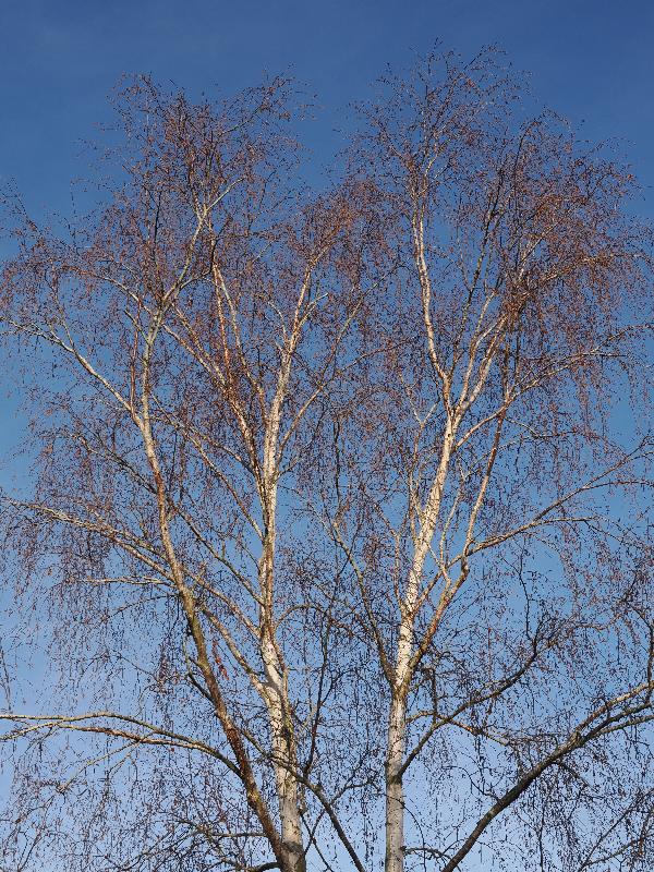 Cambridge, England: Roseford Road: birch tree