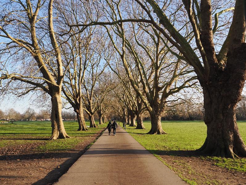 Cambridge, England: Jesus Green: Plane trees, winter sun